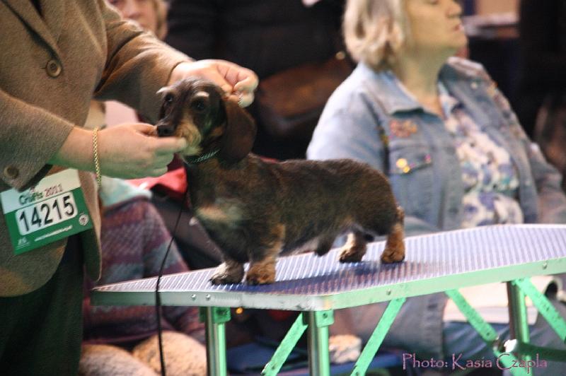 Crufts2011_2 613.jpg